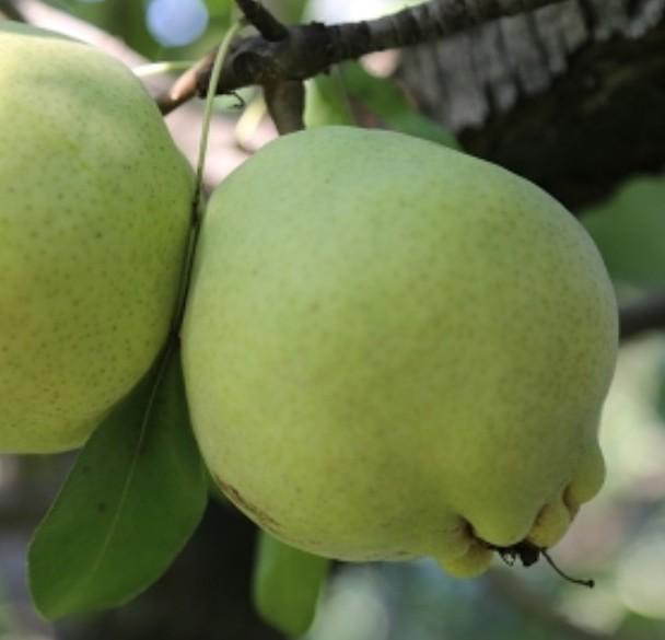 Gürsu Deveci Pear