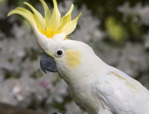 Cockatoo (Cacatuidae)