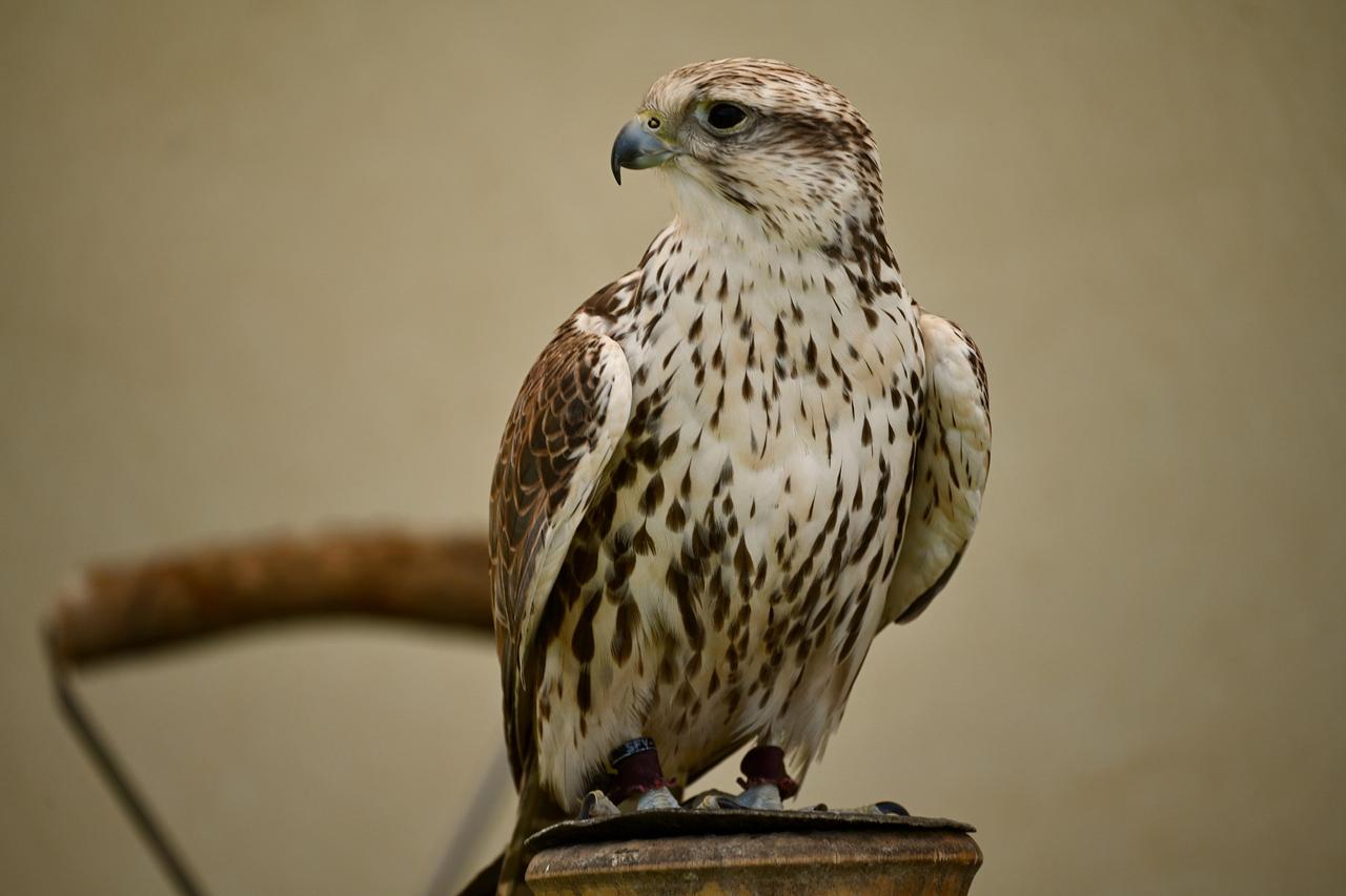 Ulu Doğan (Falco cherrug)