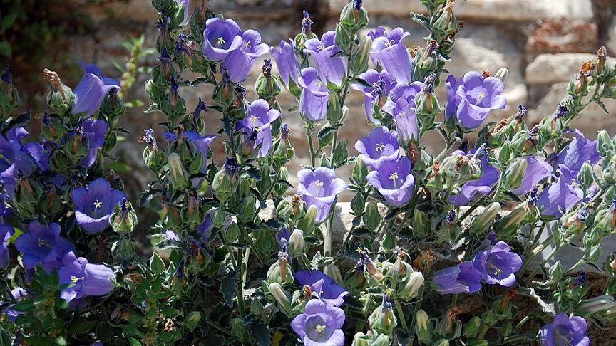 Tüylü Çan Çiçeği (Campanula Tomentosa)