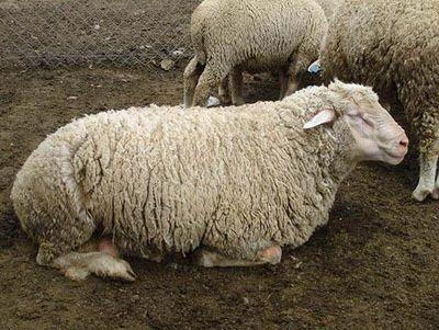 Karacabey Merino (Turkish Merino)
