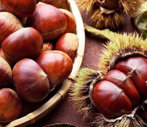 Bursa Chestnut