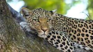 Leopar