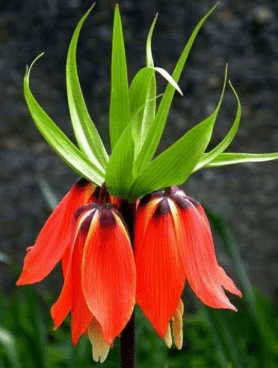 Inverted Tulip (Fritillaria imperialis)