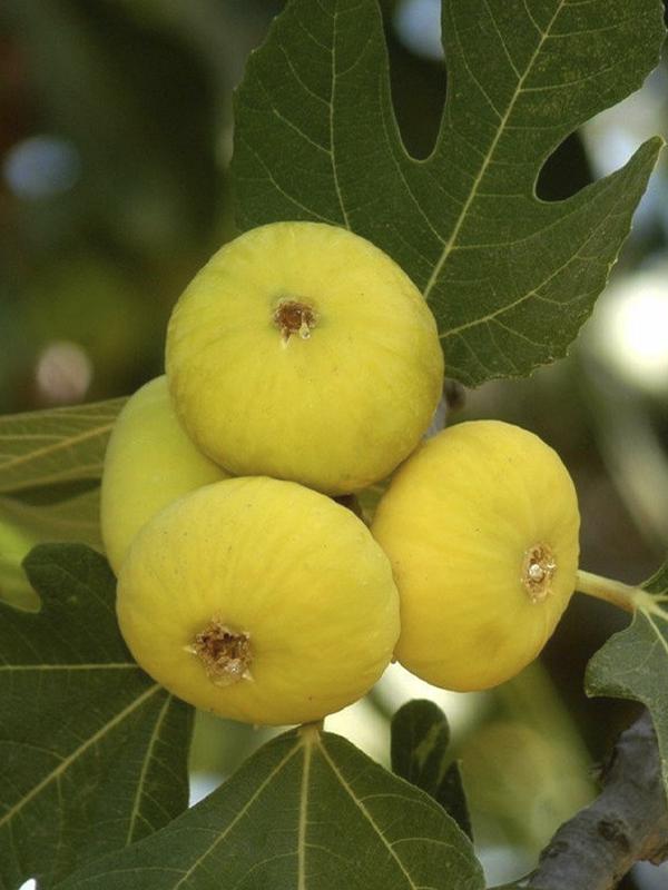 Aydın Fig