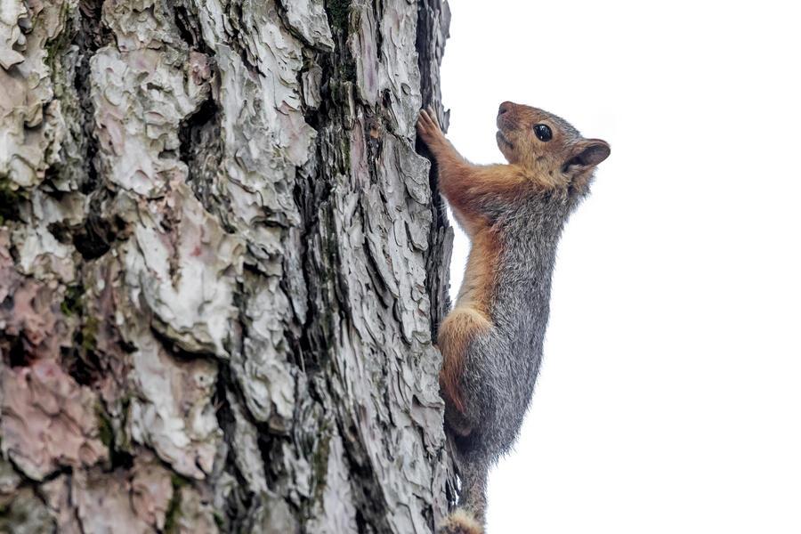 Anadolu Ağaç Sincabı (Sciurus anomalus)