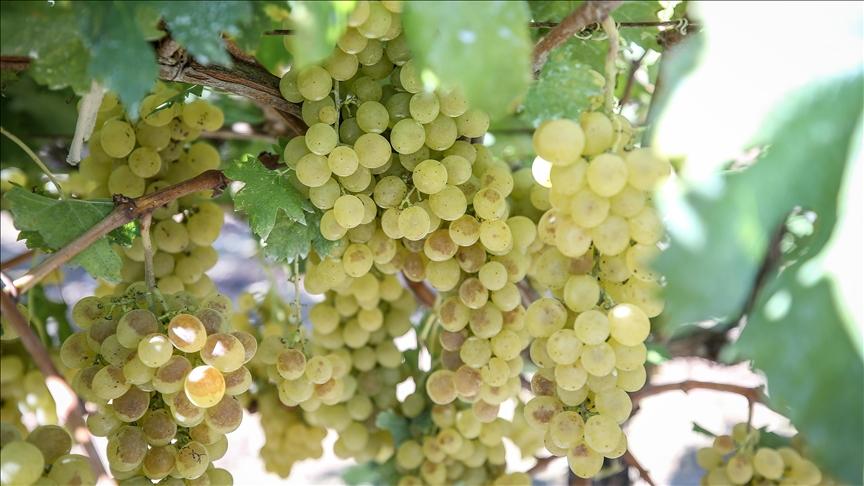İznik Müşküle Grape