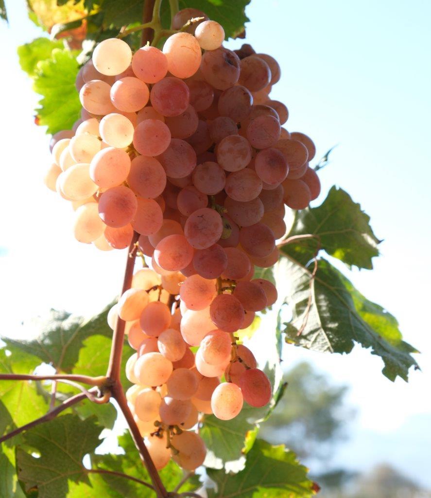 Kaş Margaz Grape