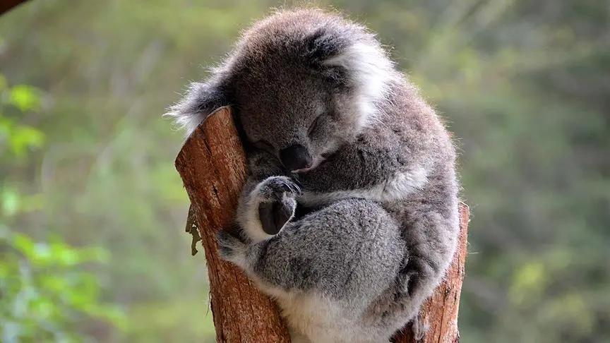 Koala (Phascolarctos cinereus)