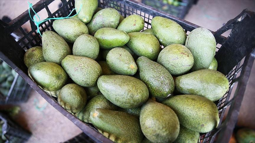 Alanya Avocado