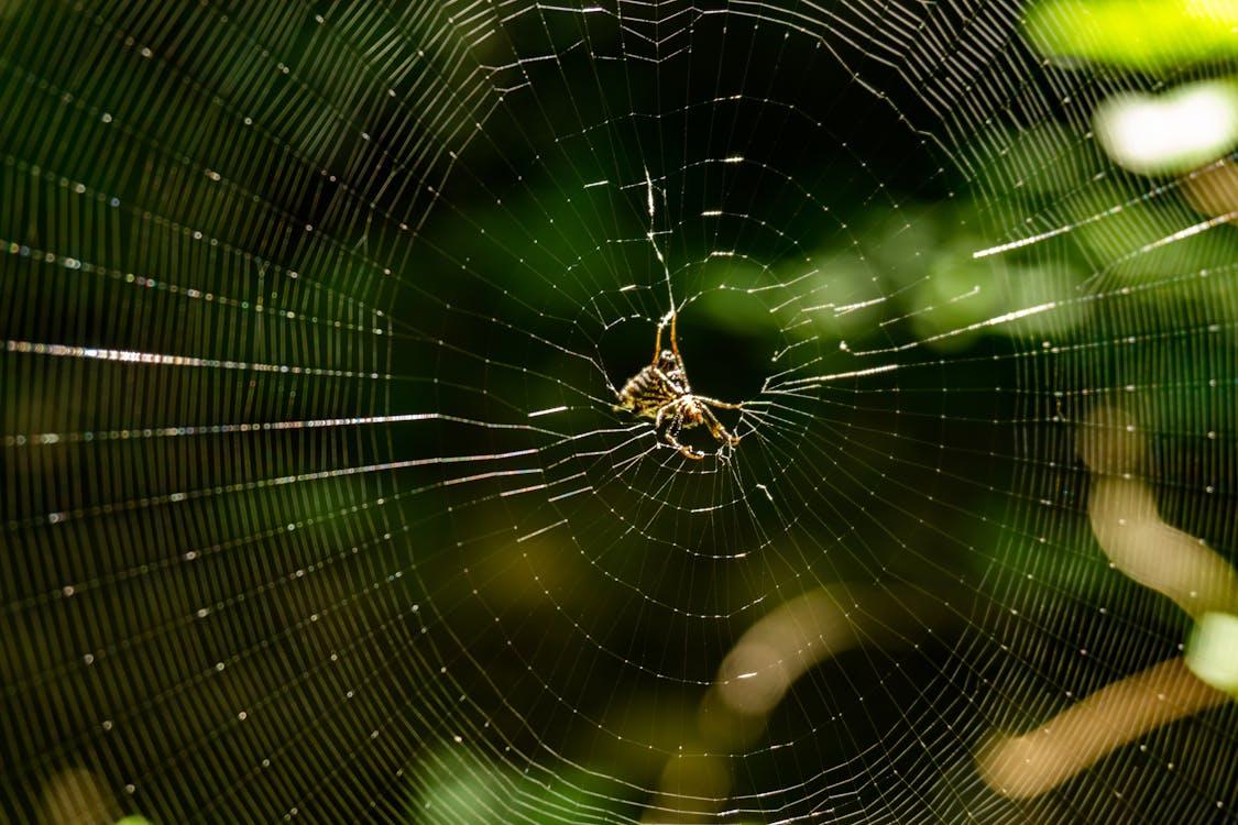 Spider Web Theory (Cobweb Theorem)