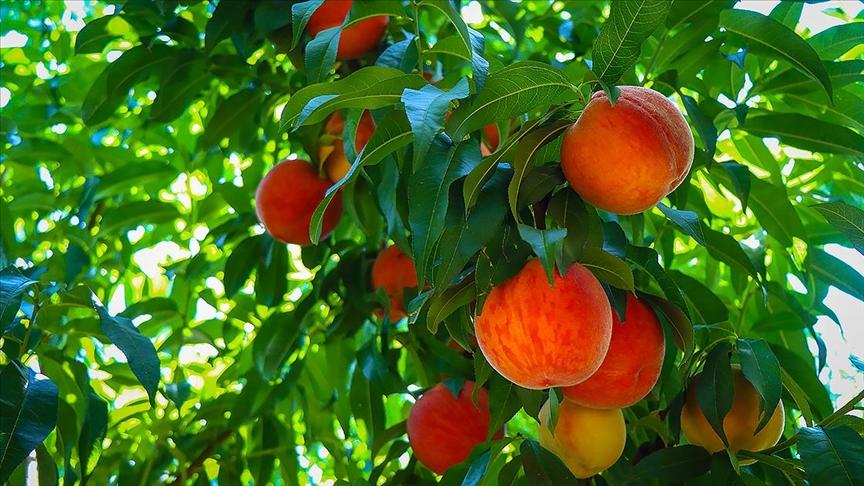 Bursa Peach