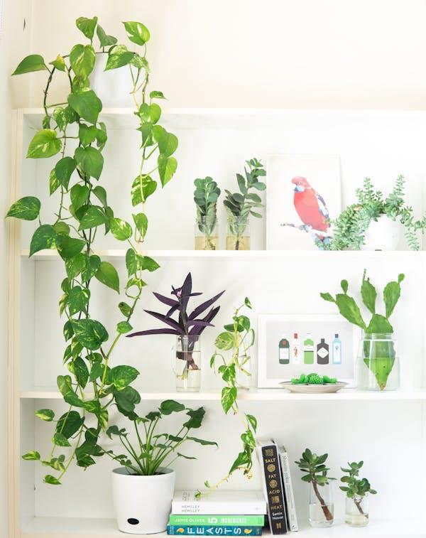 Salon Sarmaşığı (Epipremnum aureum)