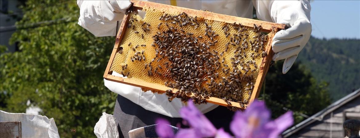 Mad Honey