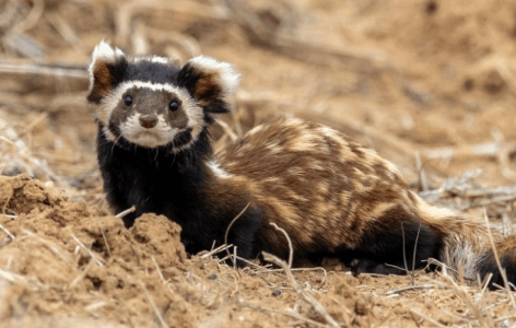 Marbled Polecat (Vormela peregusna)