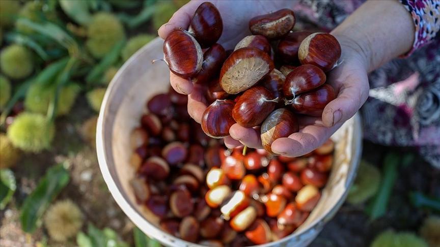 Aydın Chestnut