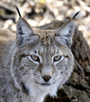 Canada Lynx (Lynx Canadensis)