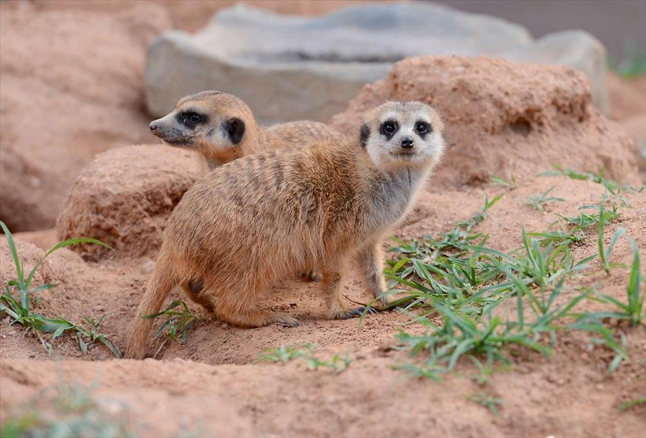 Mirket (Suricata Suricatta)