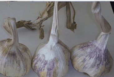 Afşin Koçovası Sarımsağı