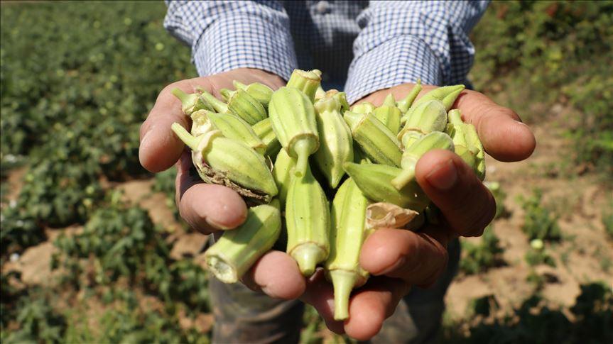 Balıkesir Round Eggplant