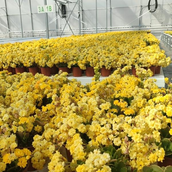 Kalanşo (Kalanchoe spp.)