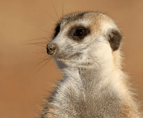 Meerkat (Suricata Suricatta)