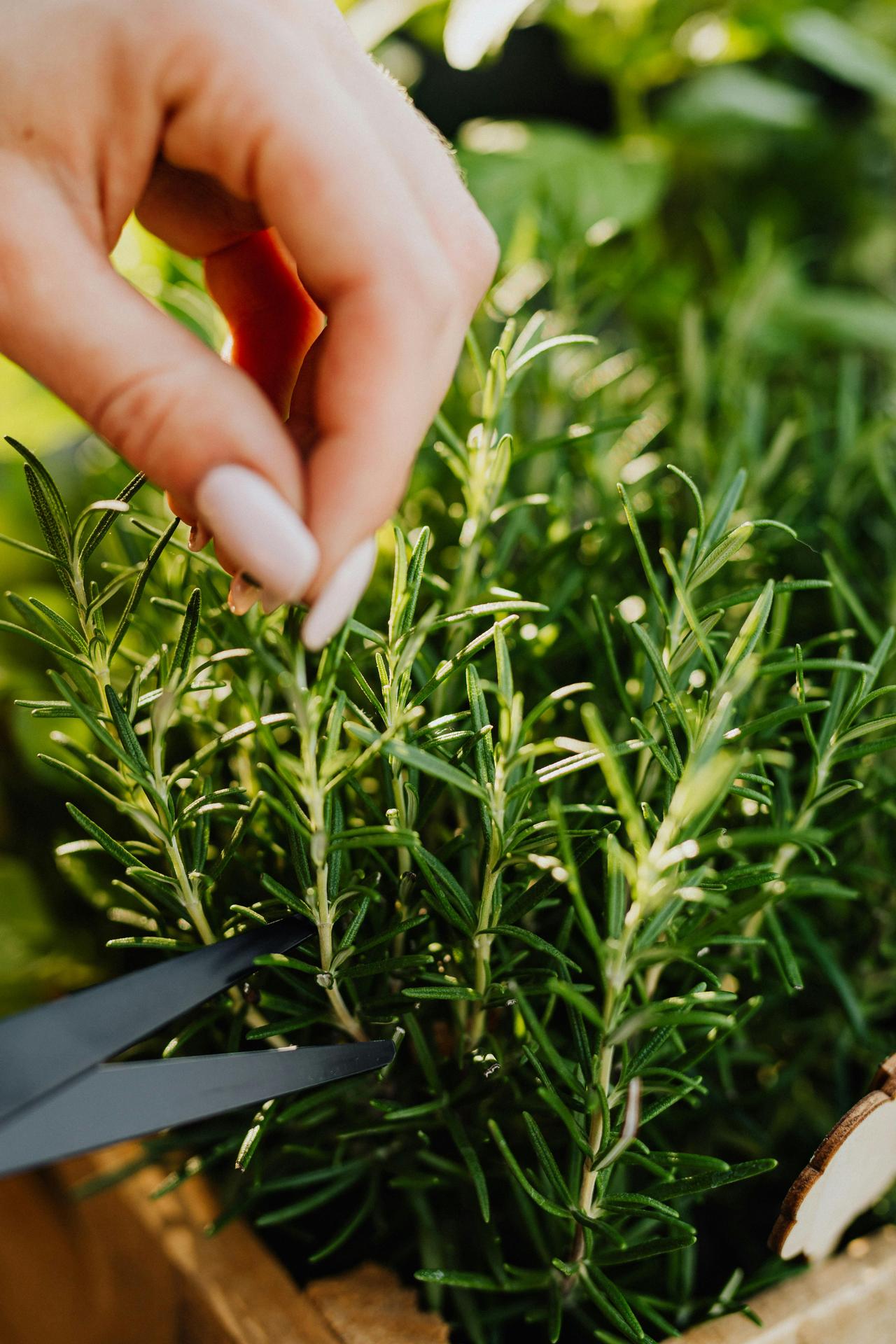 Rosemary (Rosmarinus officinalis L.)