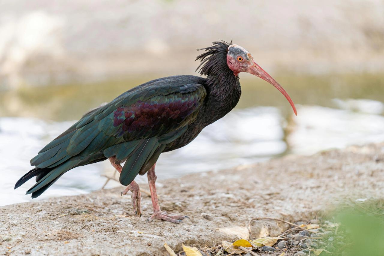 Northern Bald Ibis (Geronticus Eremita)