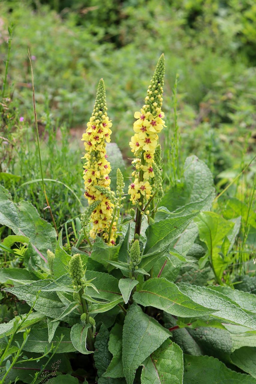 mullein-6902726_1280 (1).jpg