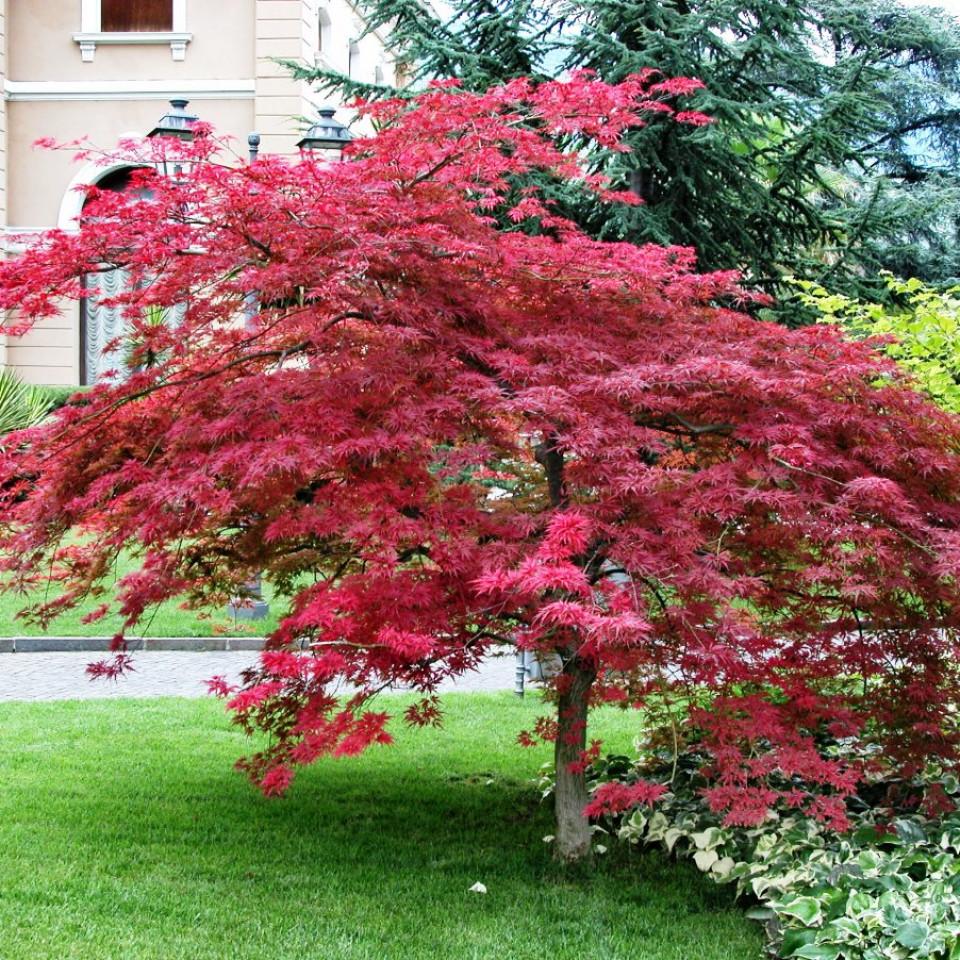 Japon Akçaağacı (Acer Palmatum)