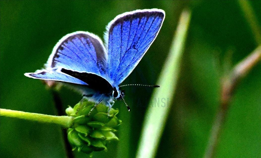 Mavi Morfo Kelebeği (Morpho menelaus)
