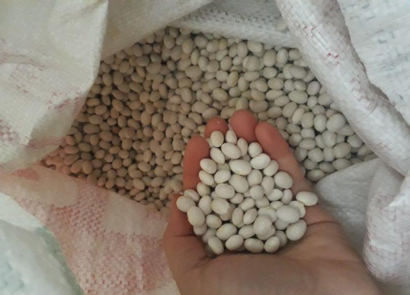 Derebucak Gembos Sugar Bean