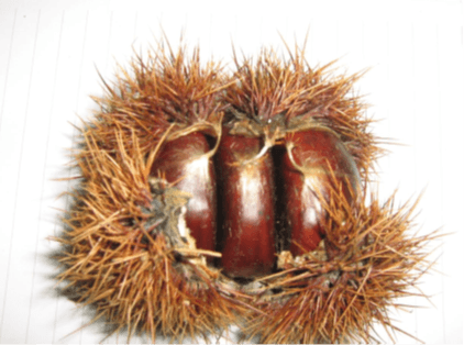 Buldan Chestnut