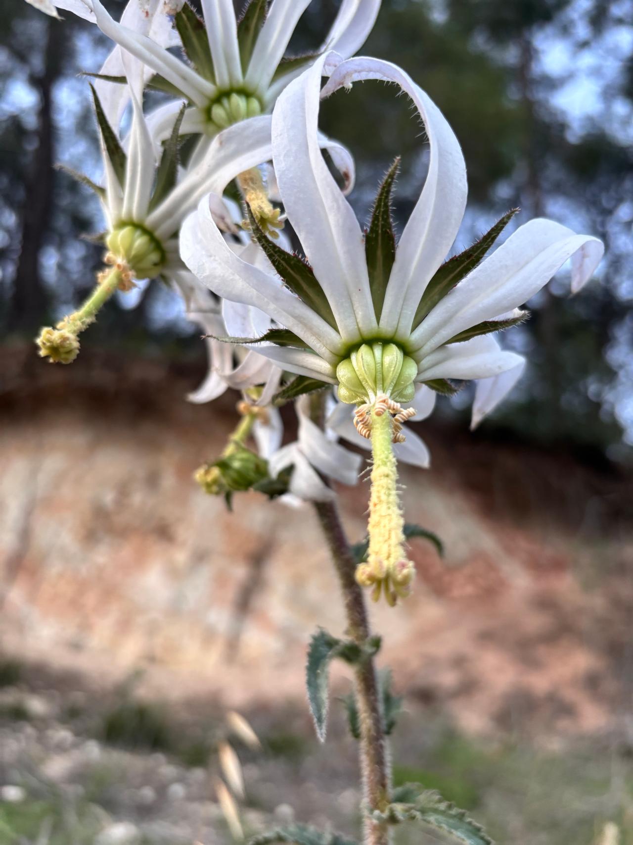 Goat's Bells (Michauxia campanuloides)