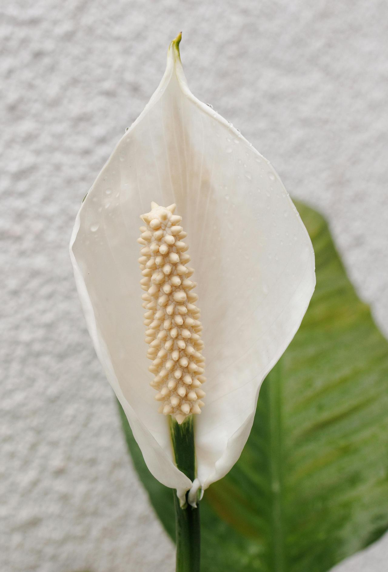 Barış Zambağı (Spathiphyllum spp.)