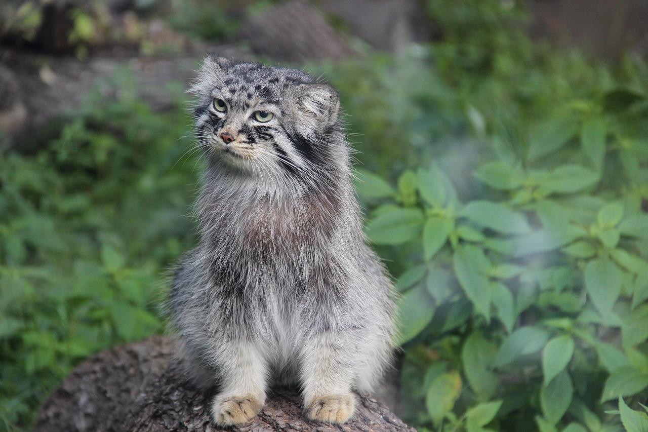 Pallas's Cat (Otocolobus manul)