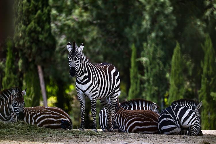 İzmir Natural Life Park
