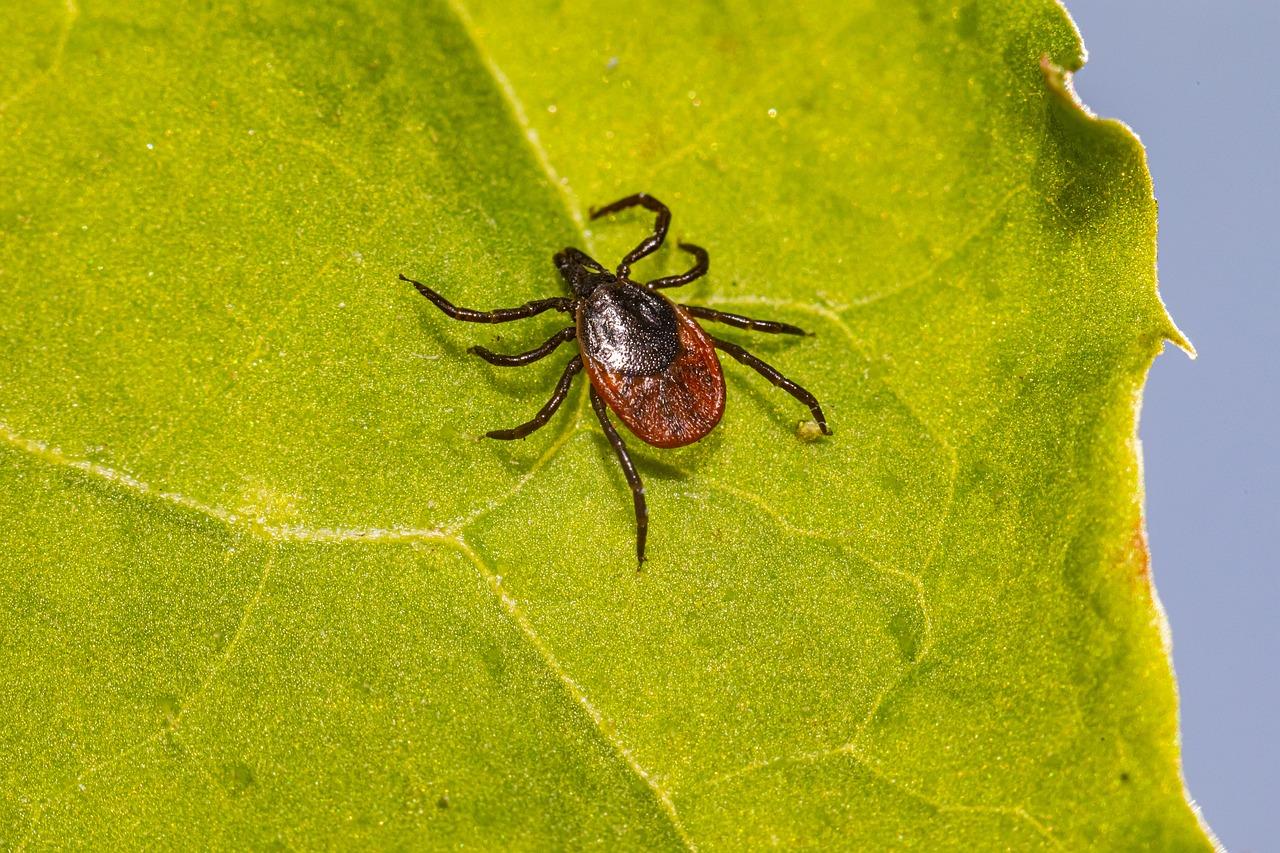 Tick