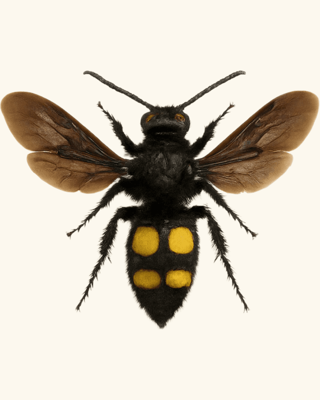 Mammoth Wild Bee (Megascolia maculata)