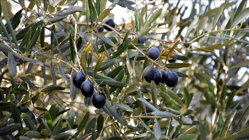 Gemlik Olive: The Black Pearl of Anatolia and a Divine Oath
