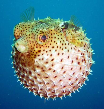 Balloon Fish