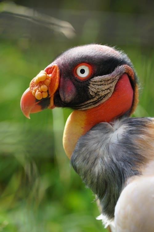 Kral Akbaba (Sarcoramphus papa)