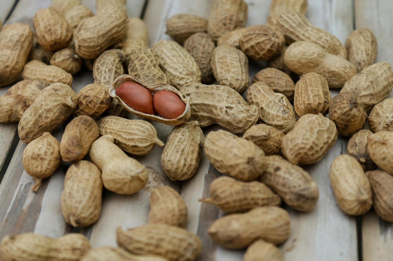 Peanut (Arachis hypogaea L.)