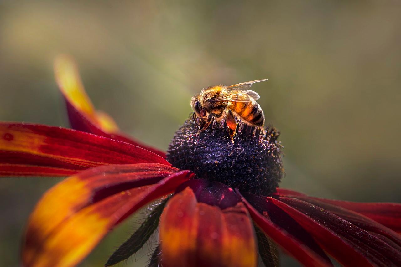 western-honey-bee-7461851_1280.jpg