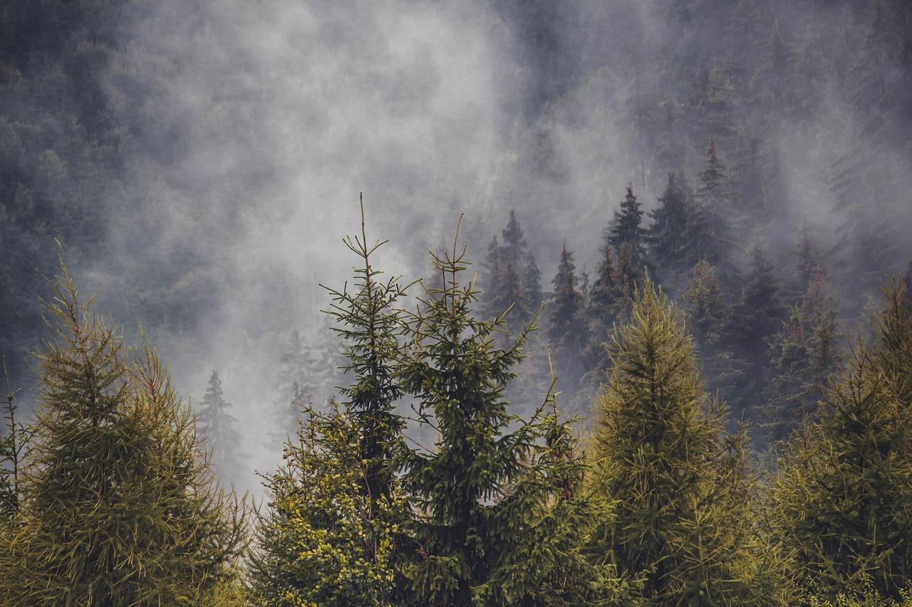 Pine Tree (Pinus spp.)