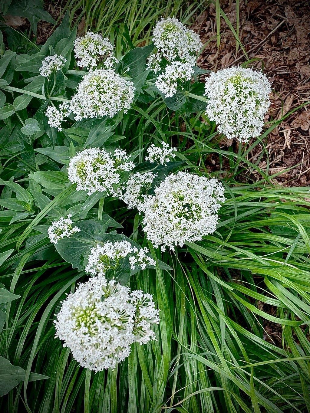 Kedi Otu (Valeriana Officinalis)