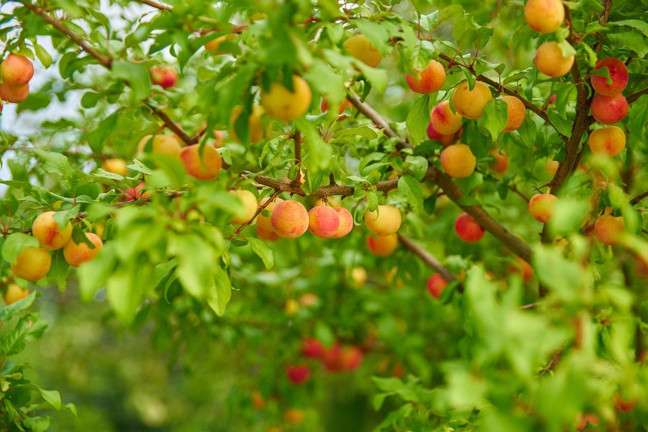 Erik Ağacı (Prunus domestica)