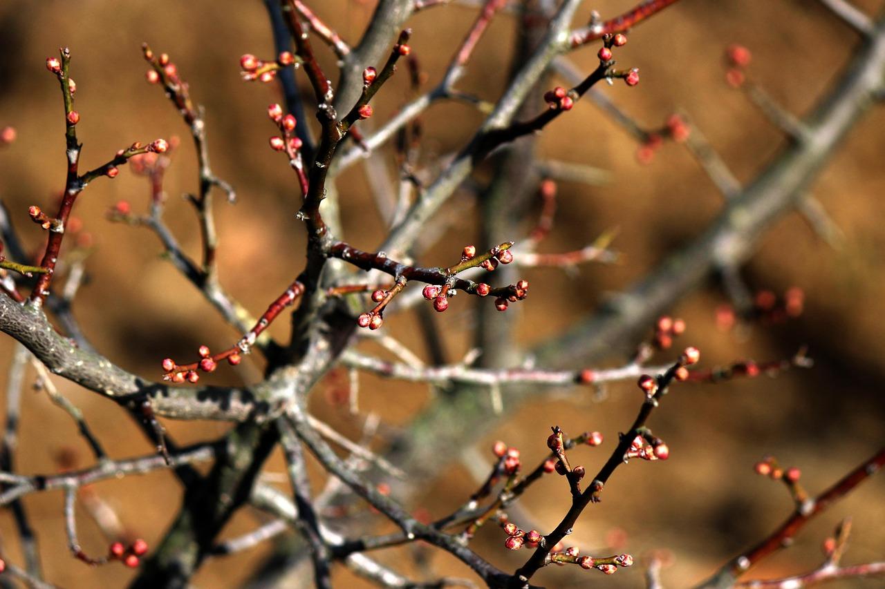 plum-trees-3585034_1280.jpg
