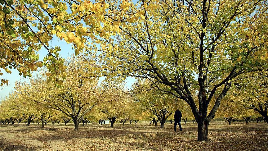 Kayısı Ağacı
