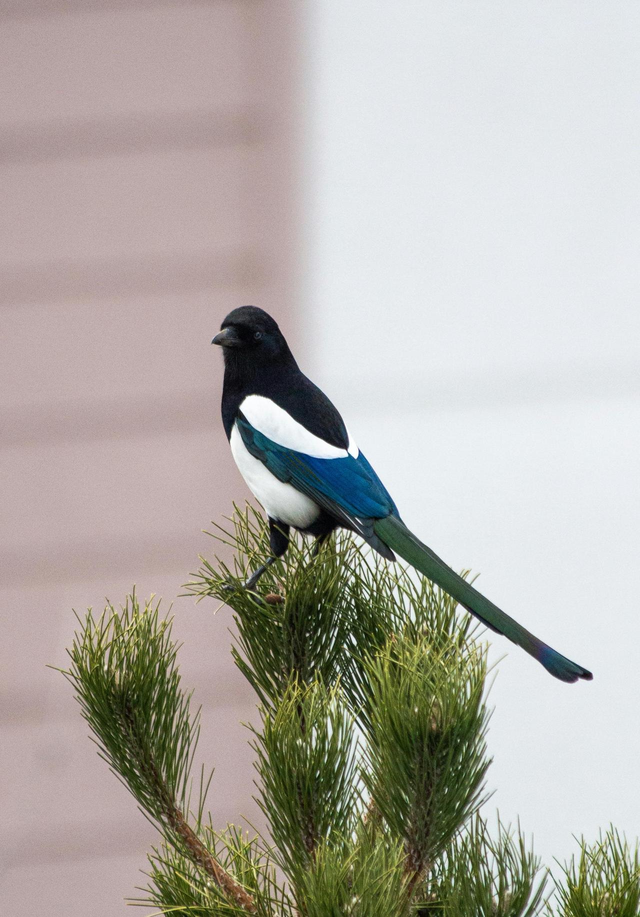 Kara Gagalı Saksağan (Pica hudsonia)